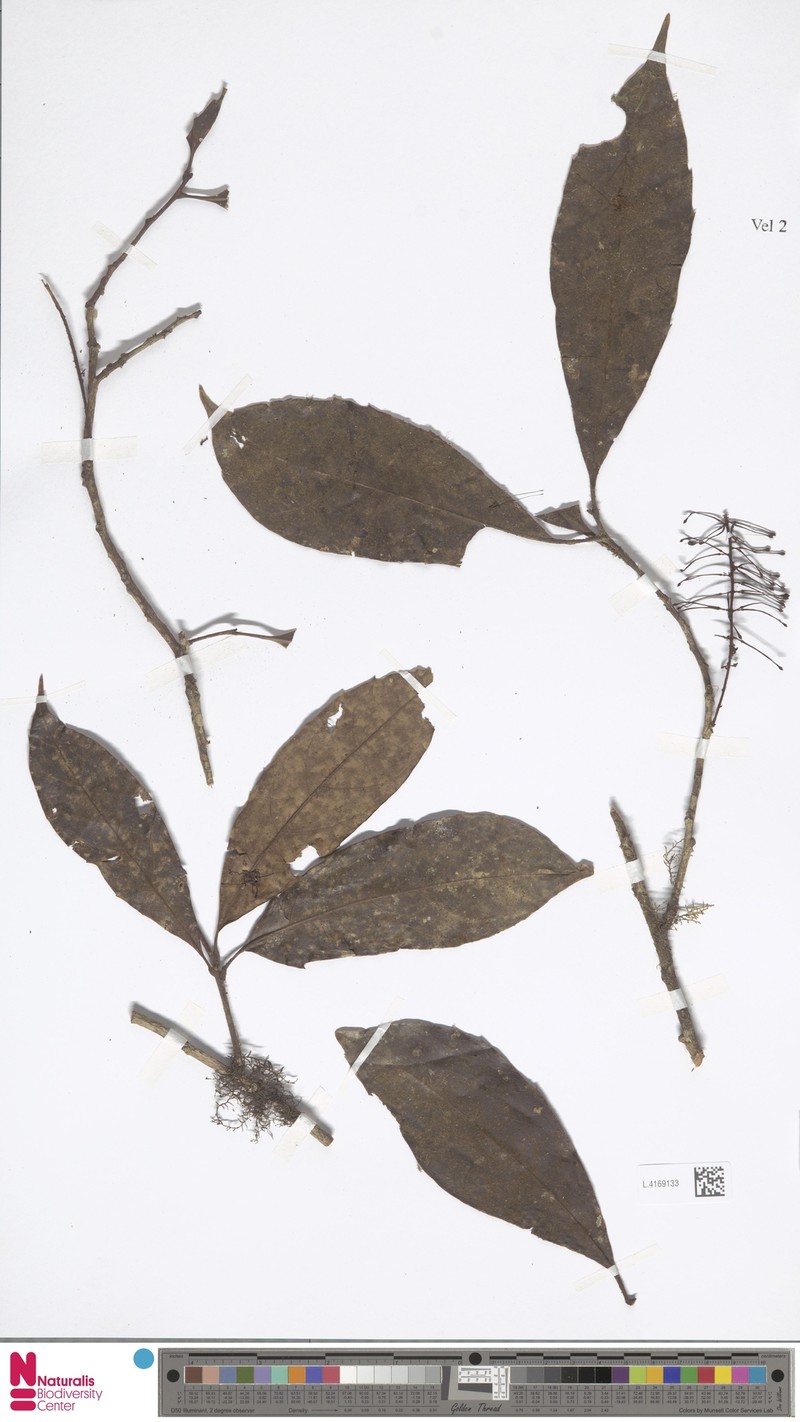 Helicia petiolaris var. petiolaris