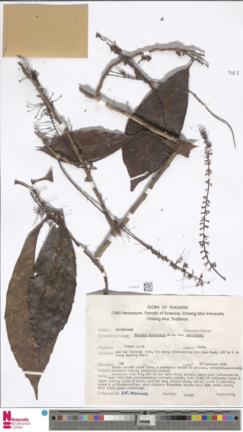Helicia petiolaris var. petiolaris photo 2