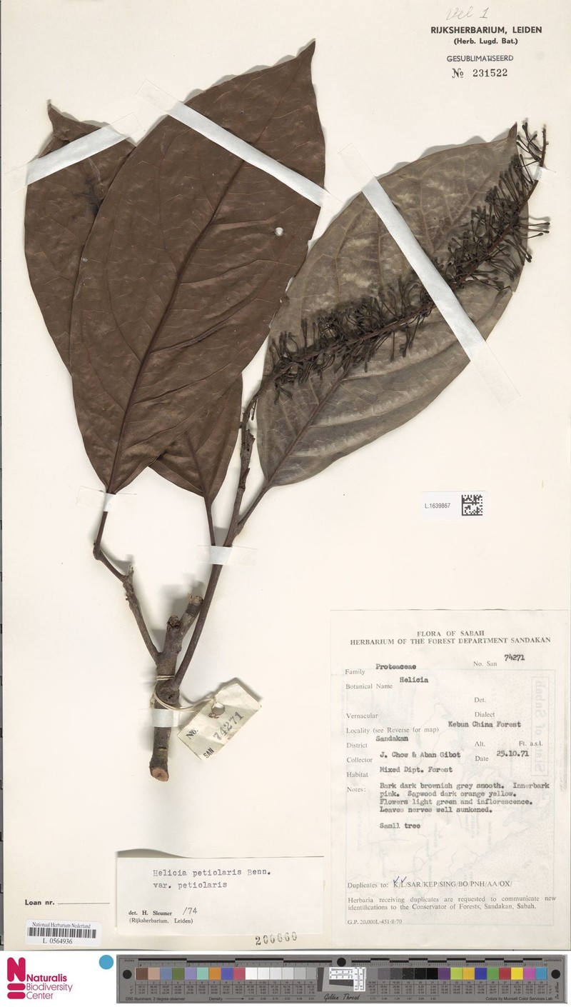 Helicia petiolaris var. petiolaris photo 3