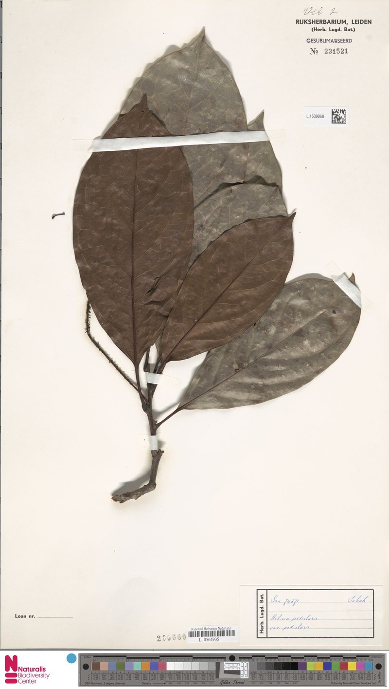 Helicia petiolaris var. petiolaris photo 4