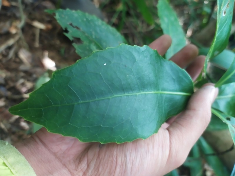 Helicia rengetiensis