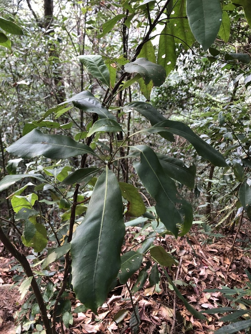 Helicia rengetiensis photo 2