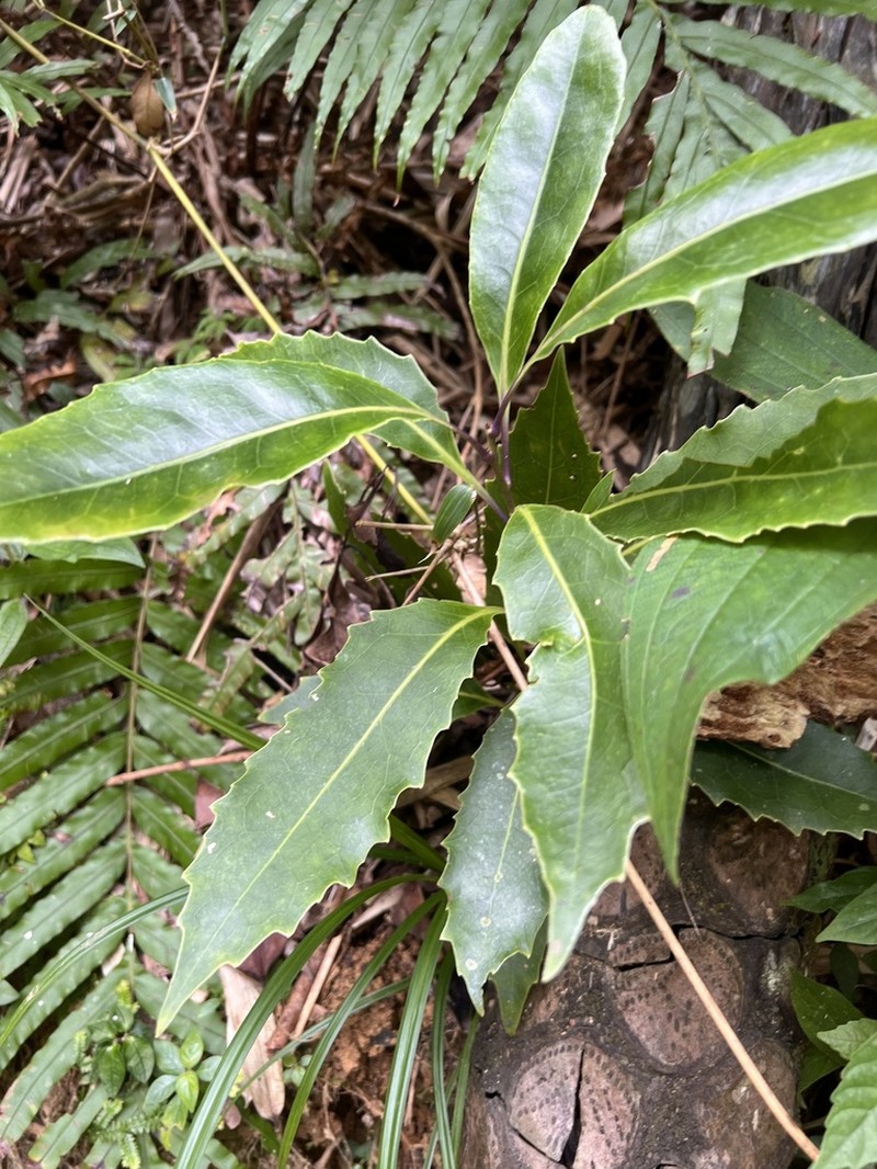 Helicia rengetiensis photo 3