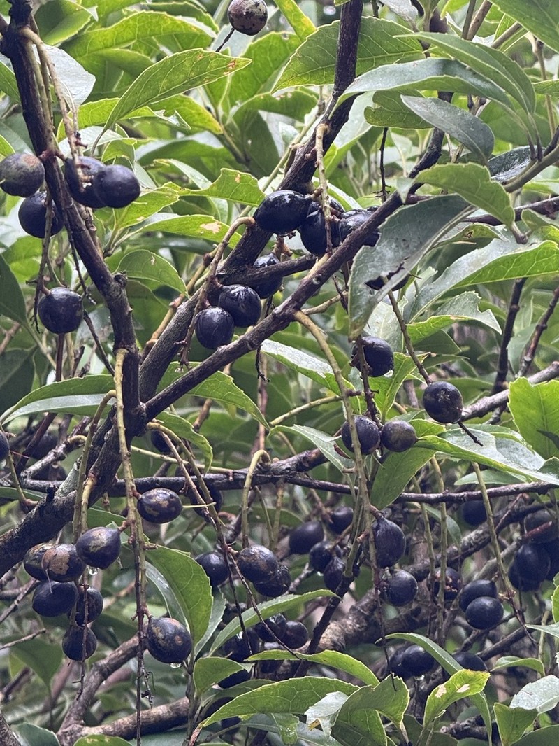 Helicia rengetiensis photo 4