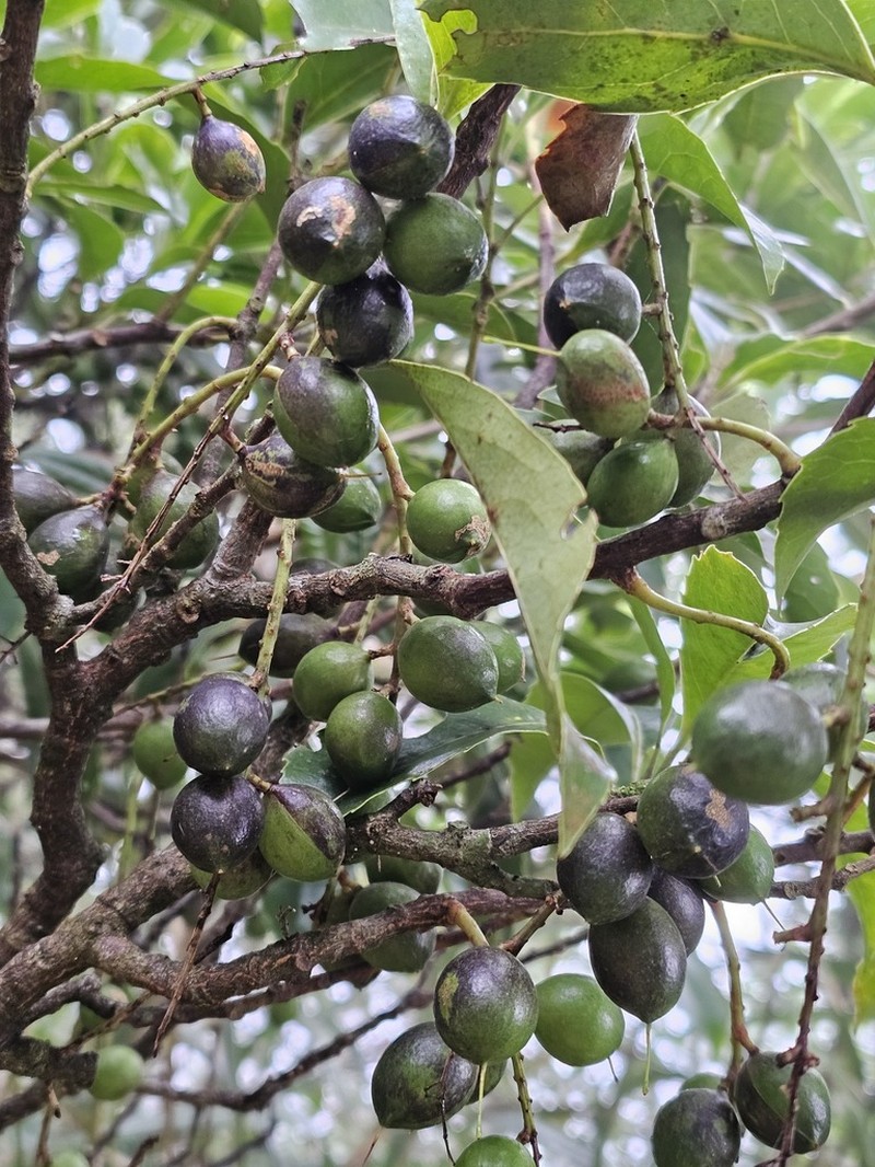 Helicia rengetiensis photo 5