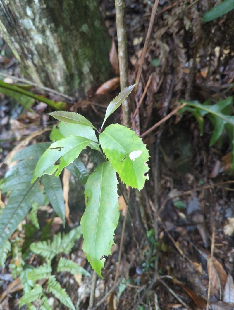 Helicia rengetiensis photo 6