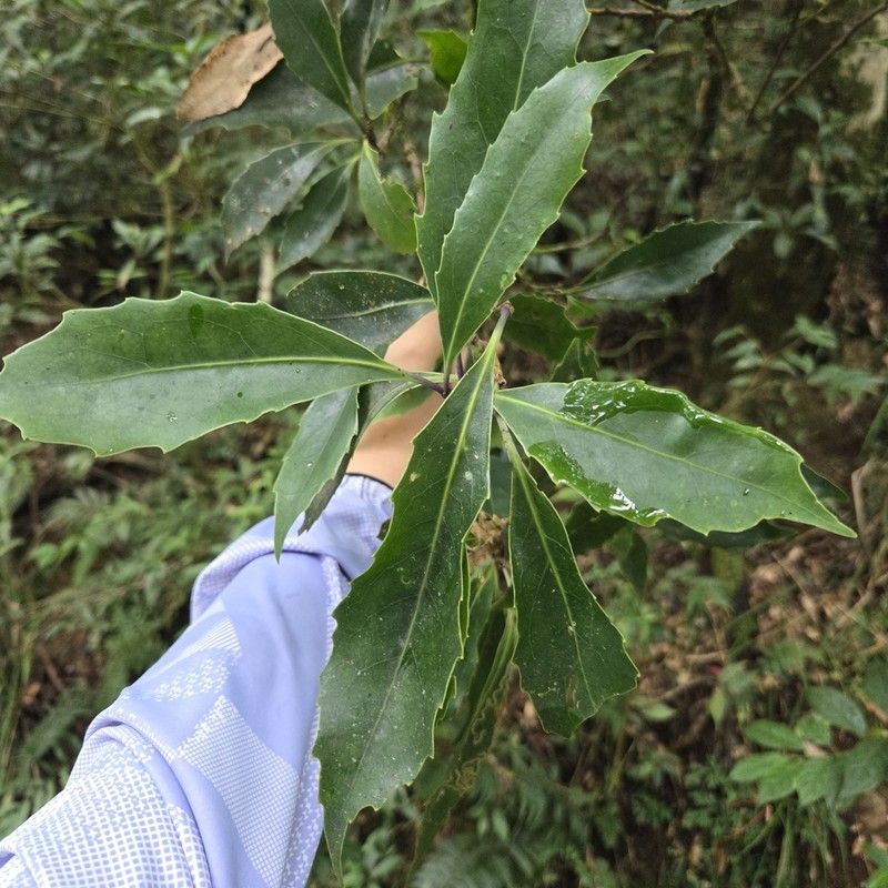 Helicia rengetiensis photo 7