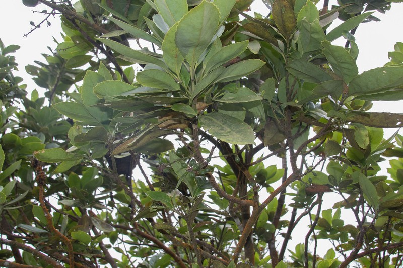 Helicia rengetiensis photo 8