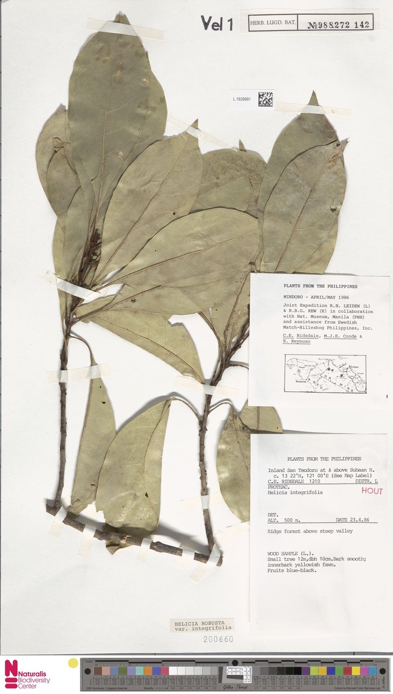 Helicia robusta var. integrifolia