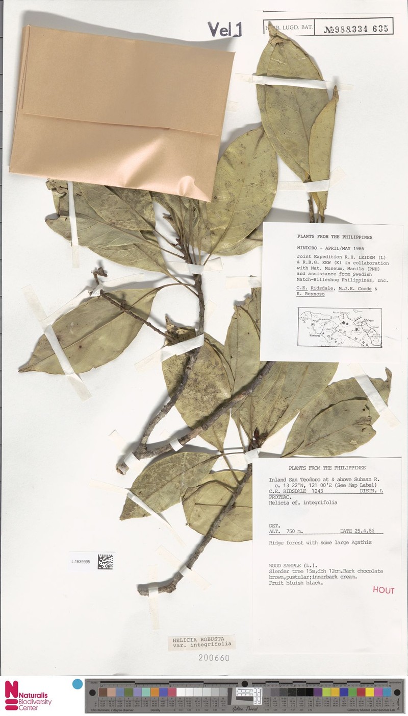 Helicia robusta var. integrifolia photo 2