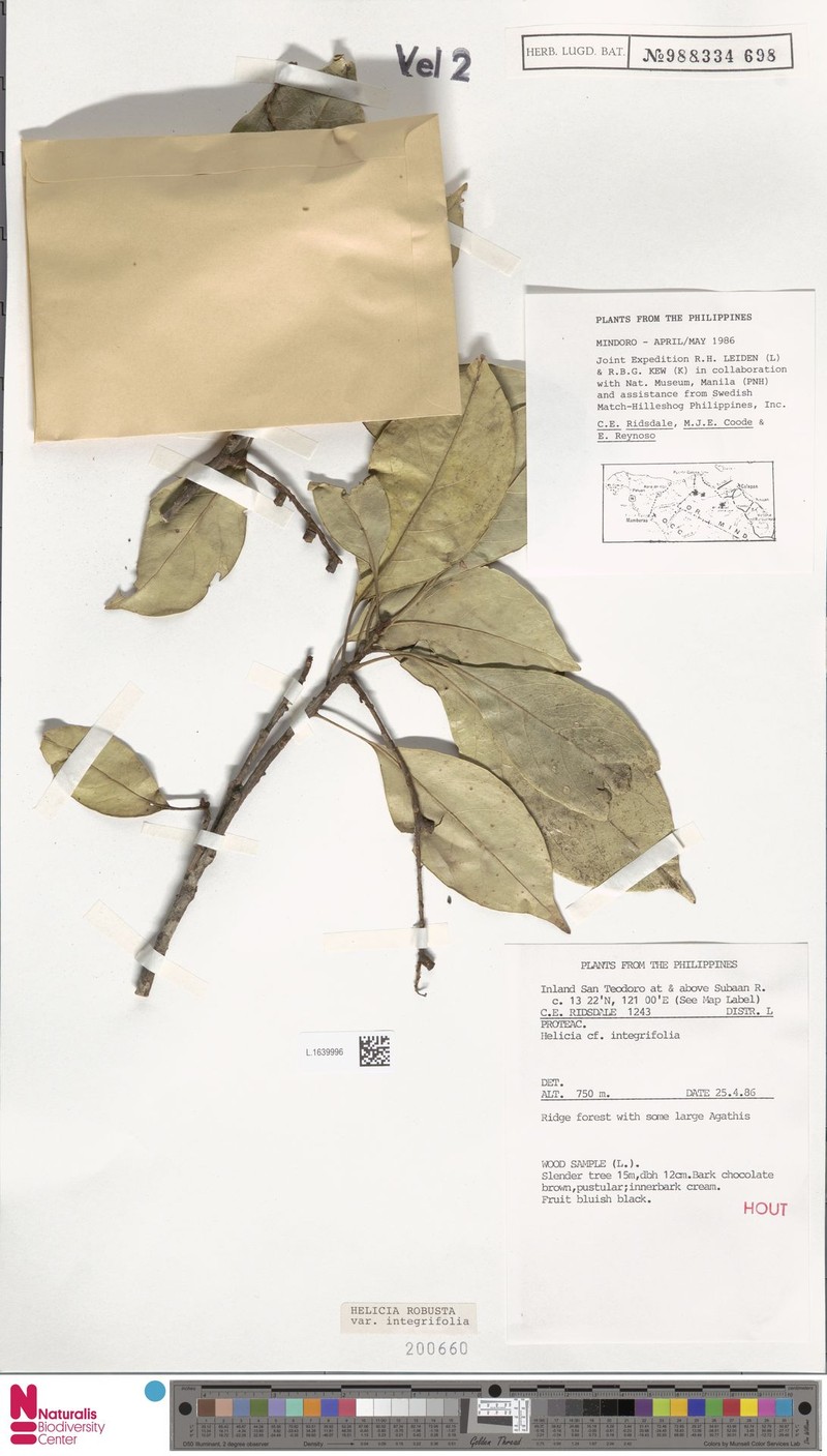 Helicia robusta var. integrifolia photo 3