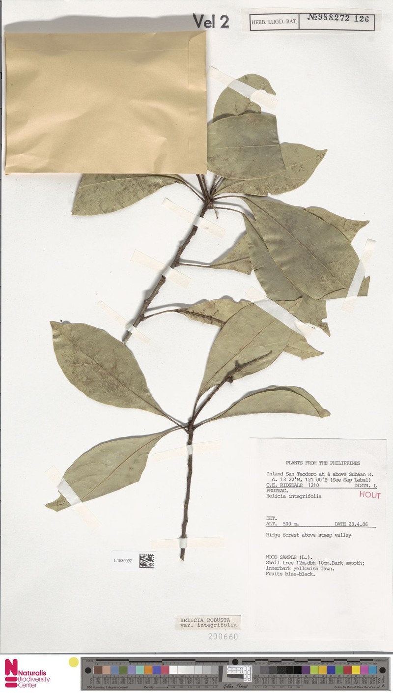 Helicia robusta var. integrifolia photo 4