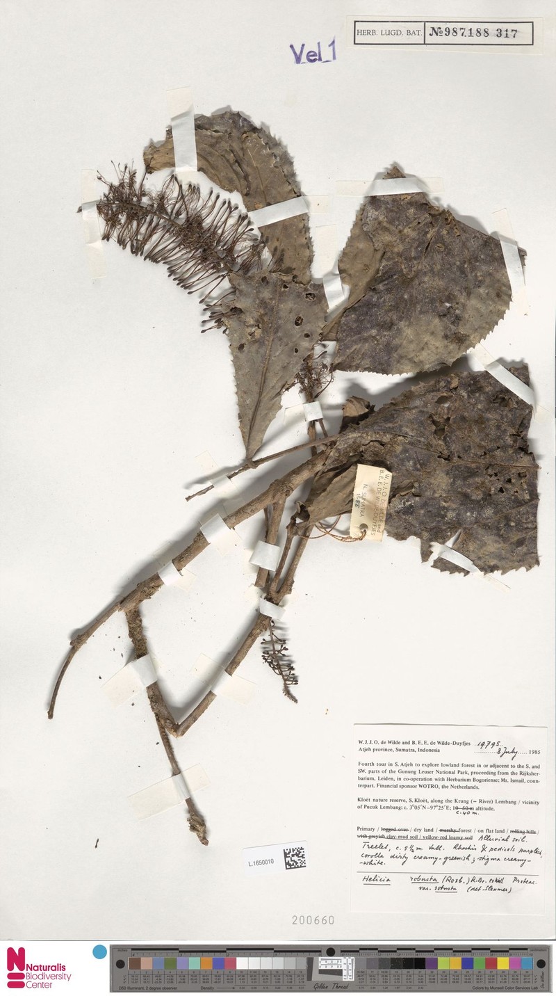 Helicia robusta var. robusta