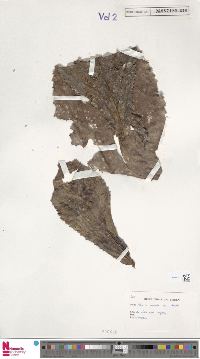 Helicia robusta var. robusta photo 2