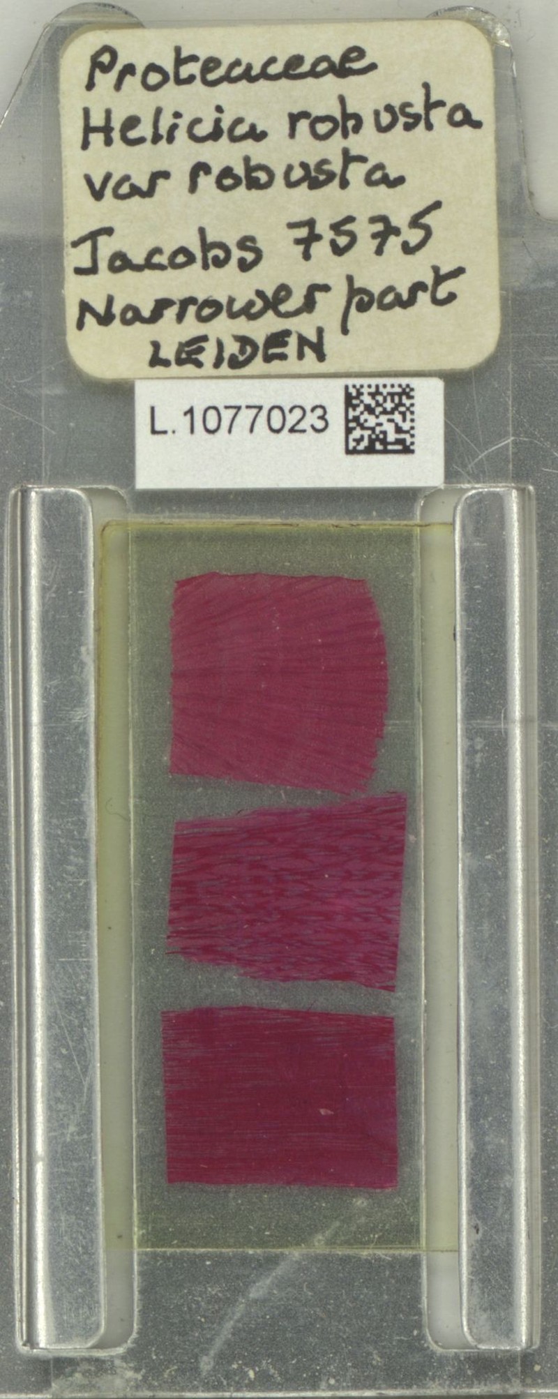 Helicia robusta var. robusta photo 3