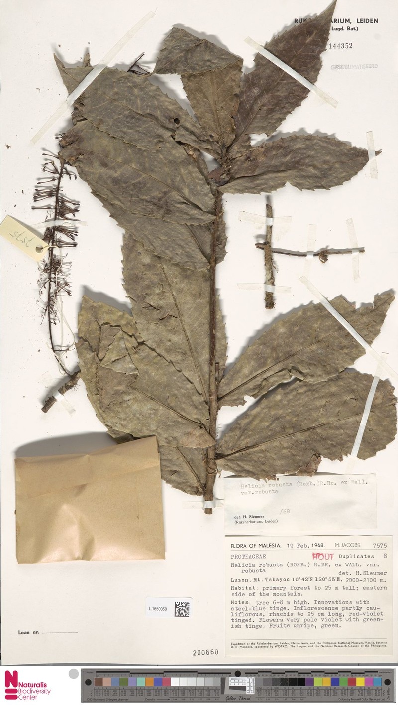 Helicia robusta var. robusta photo 4