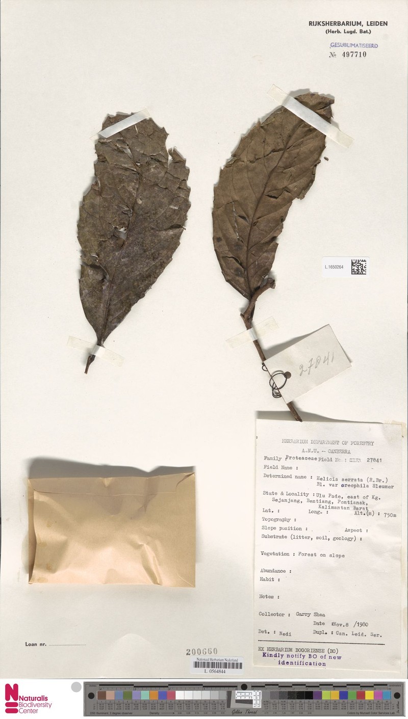 Helicia serrata var. oreophila