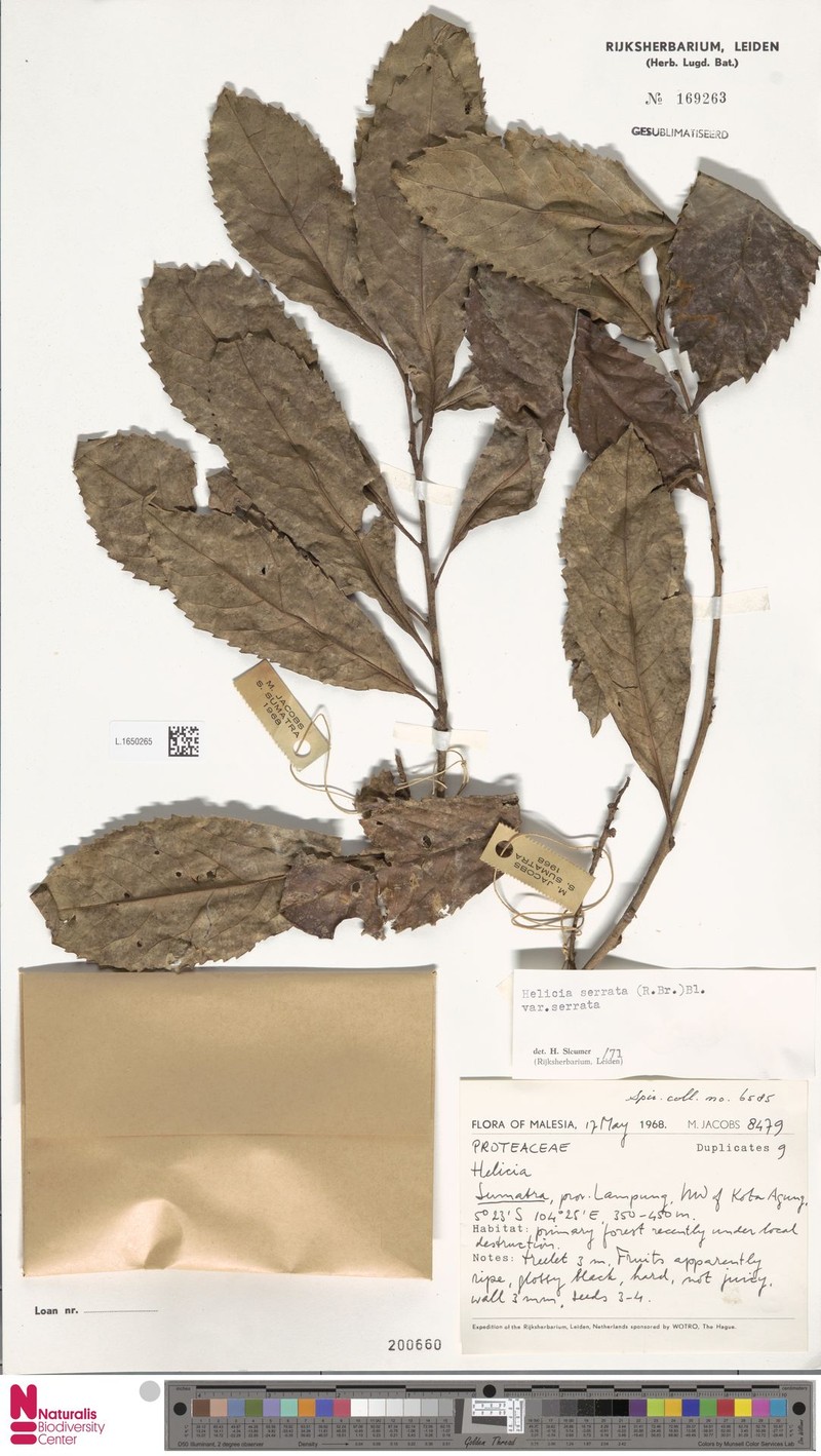 Helicia serrata var. serrata photo 2