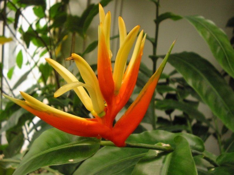 Heliconia aurantiaca
