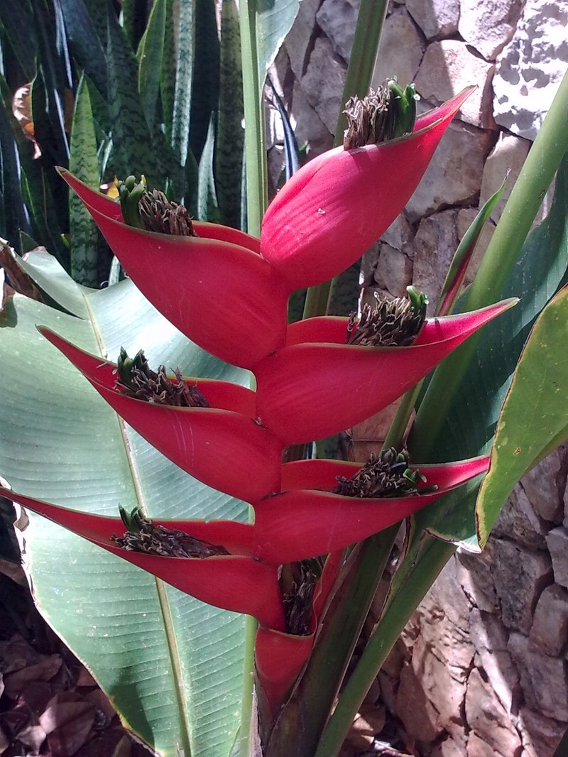 Macawflower photo 2