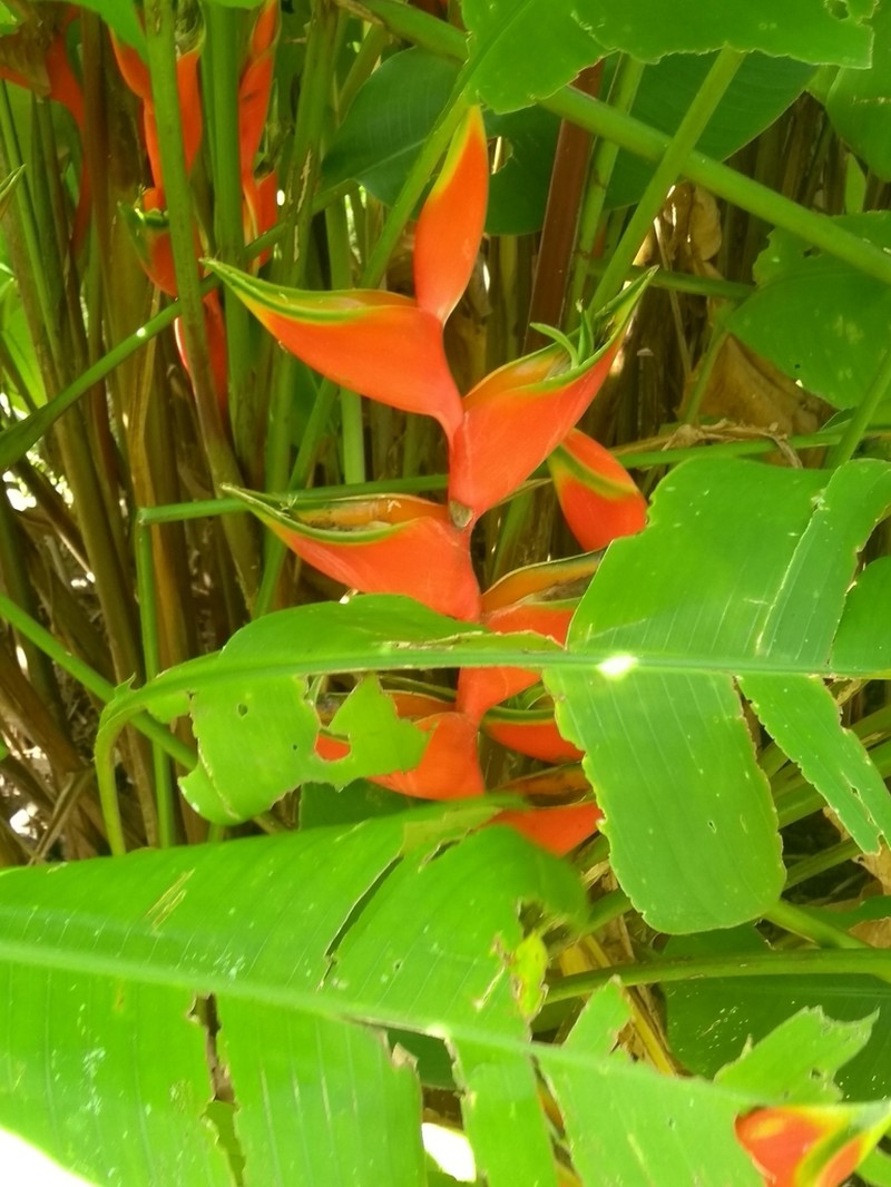 Macawflower