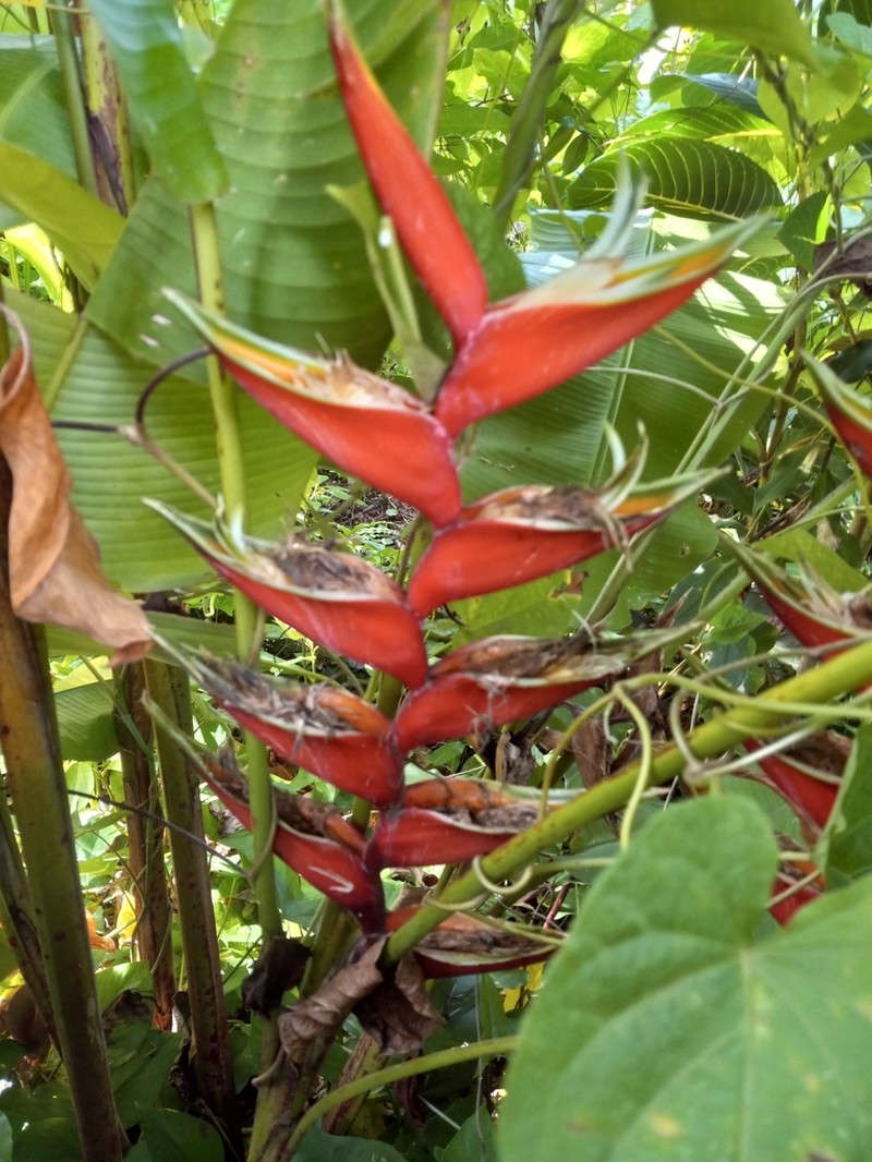 Macawflower photo 2