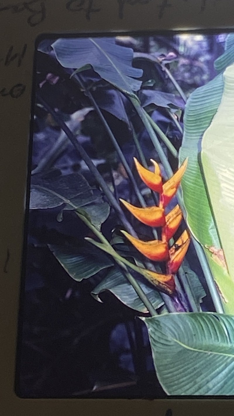 Macawflower photo 6