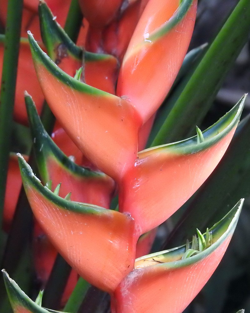 Macawflower photo 8