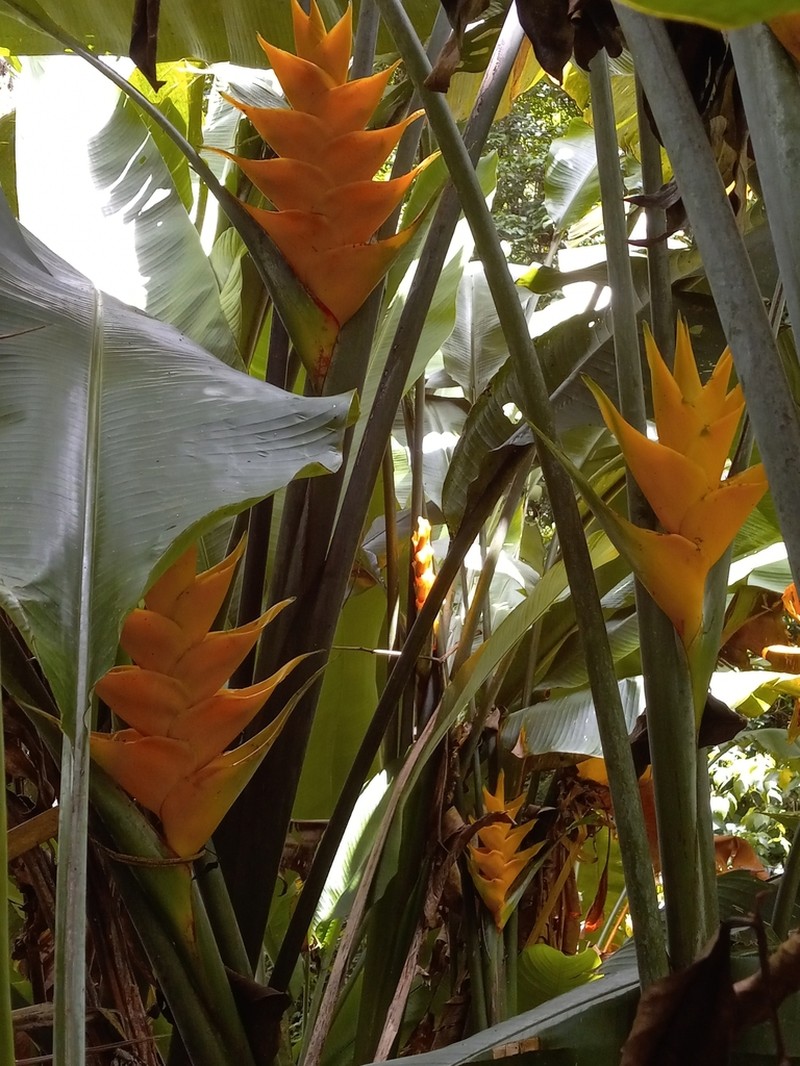 Lobsterclaw photo 6