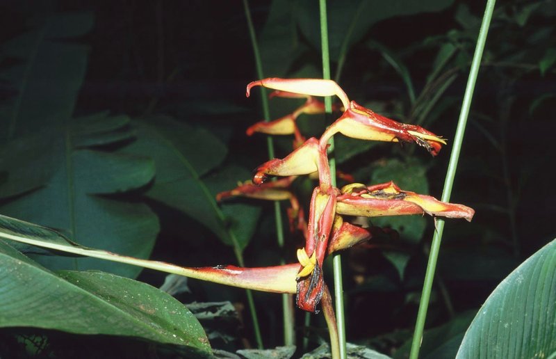 Wild Plantain