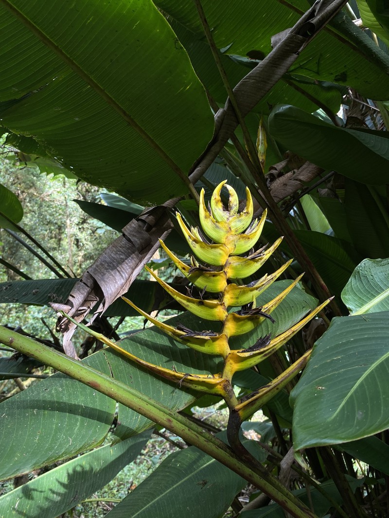 Heliconia lankesteri var. lankesteri