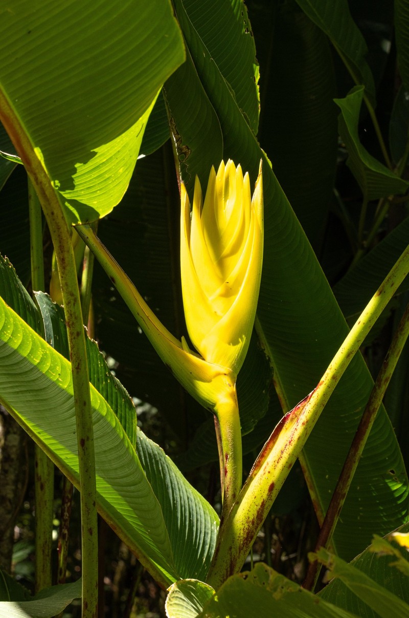 Heliconia lankesteri var. lankesteri photo 2