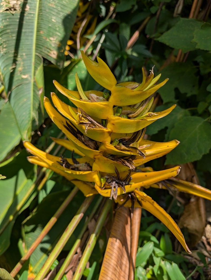 Heliconia lankesteri var. lankesteri photo 3