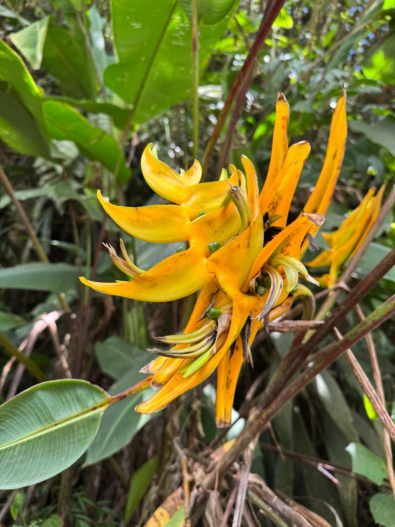 Heliconia lankesteri var. lankesteri photo 4