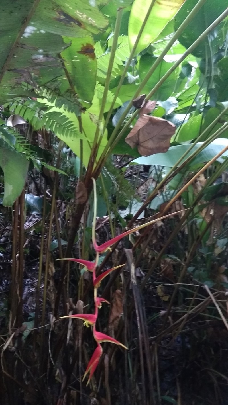 Heliconia longipedunculata photo 2