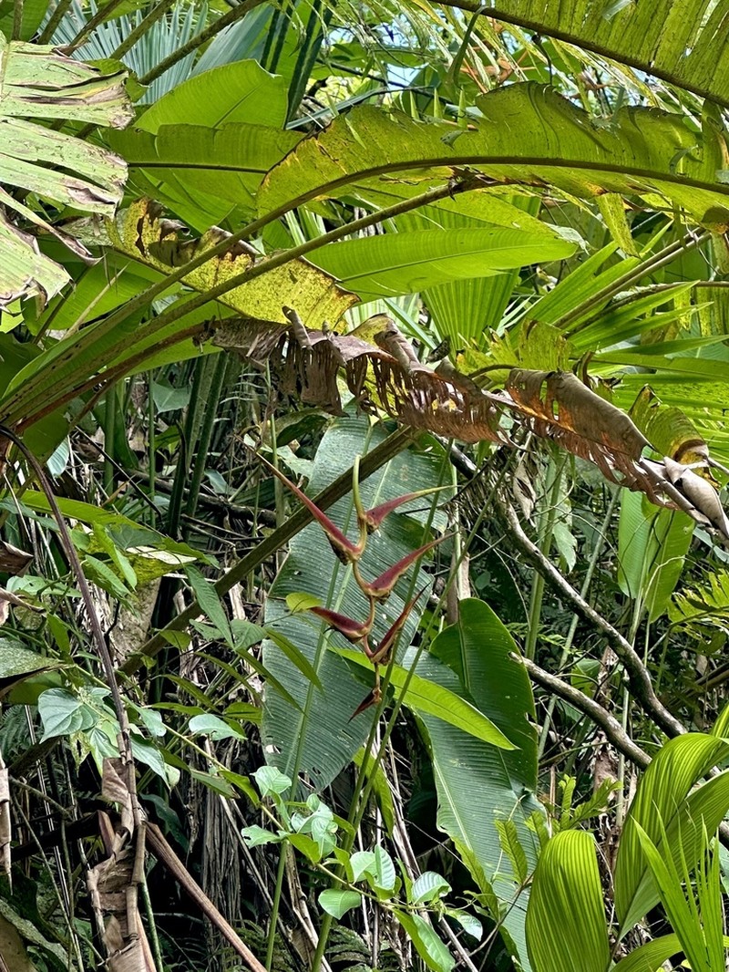 Heliconia longipedunculata photo 3