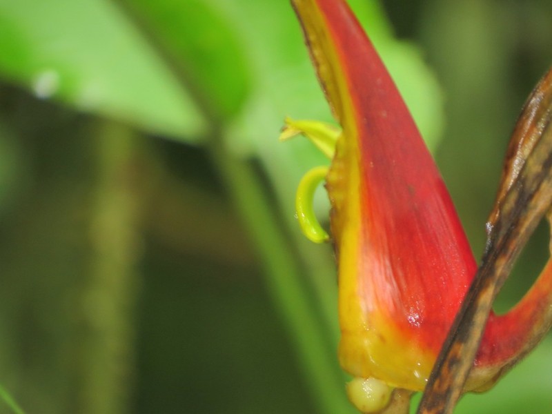 Heliconia longipedunculata photo 4