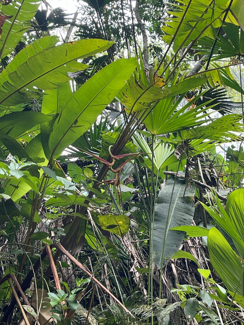Heliconia longipedunculata photo 5
