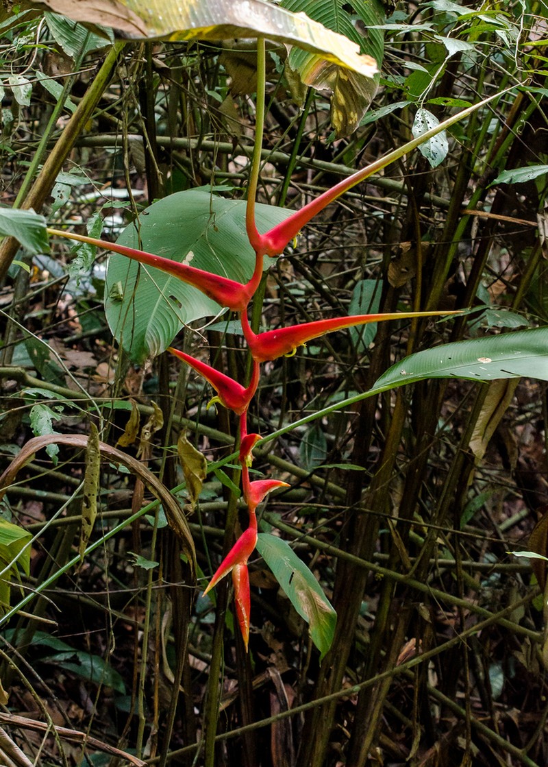 Heliconia longipedunculata photo 6