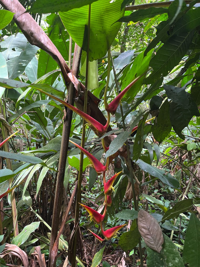 Heliconia longipedunculata photo 7