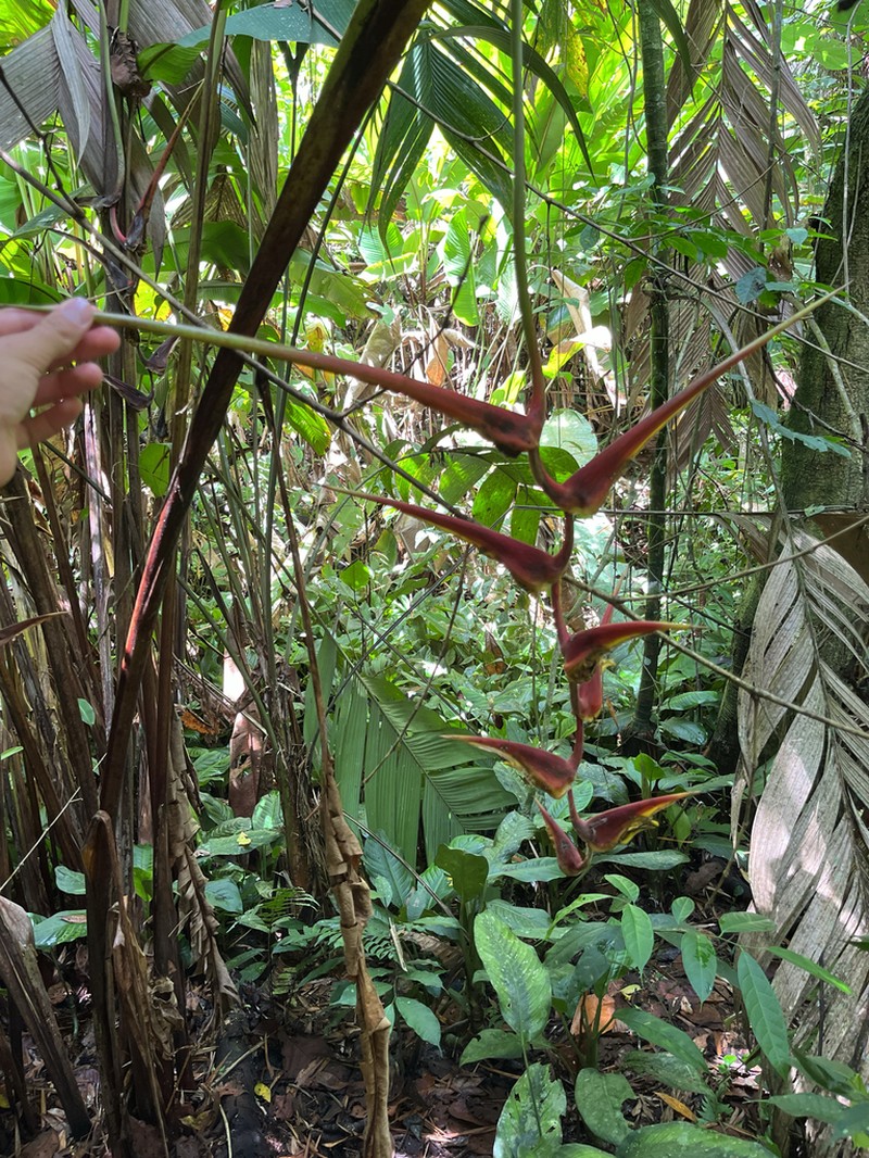 Heliconia longipedunculata photo 8
