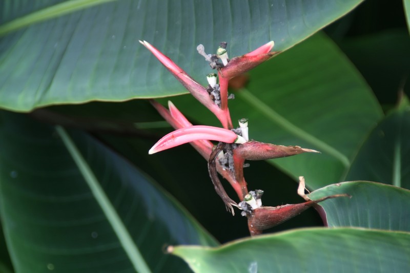 Shining Bird Of Paradise photo 4