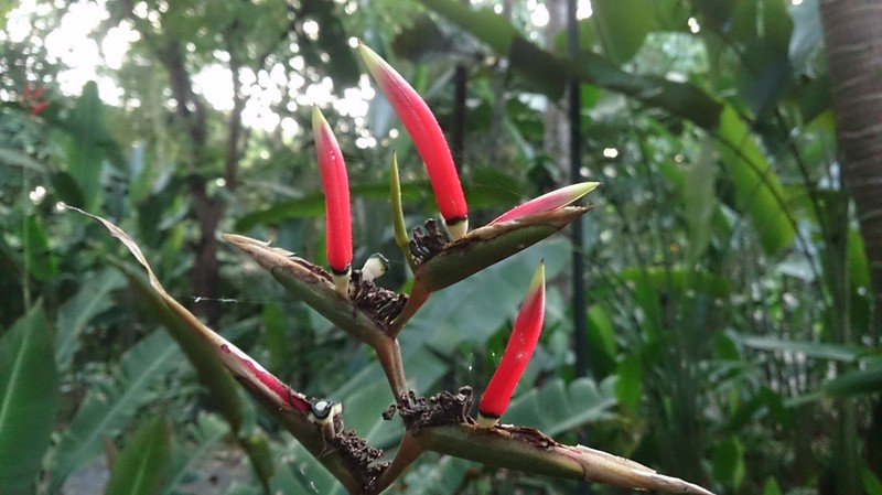 Shining Bird Of Paradise