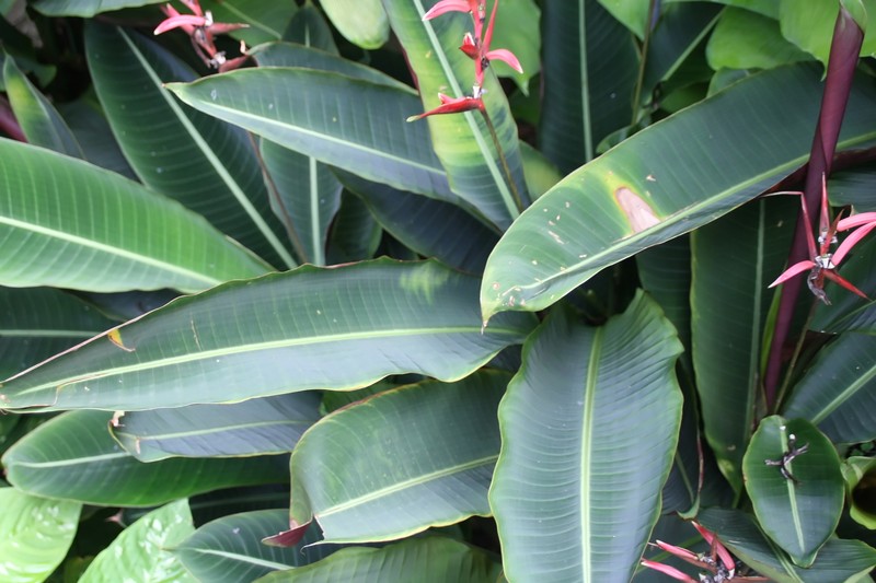 Shining Bird Of Paradise photo 2