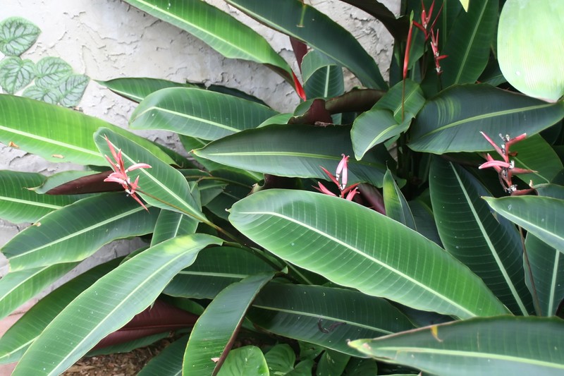 Shining Bird Of Paradise photo 3