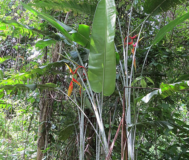 False Bird Of Paradise