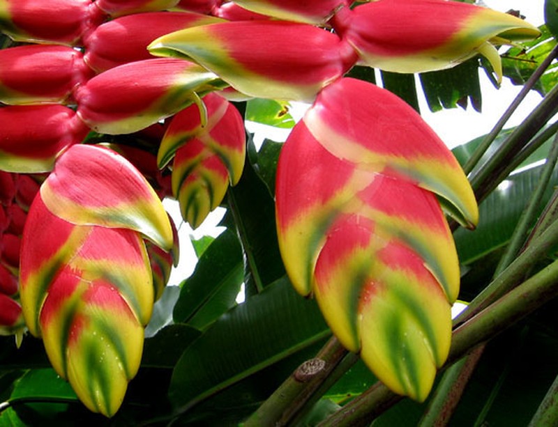 False Bird Of Paradise