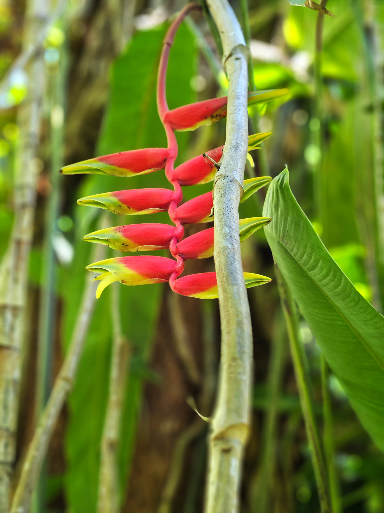 False Bird Of Paradise photo 2