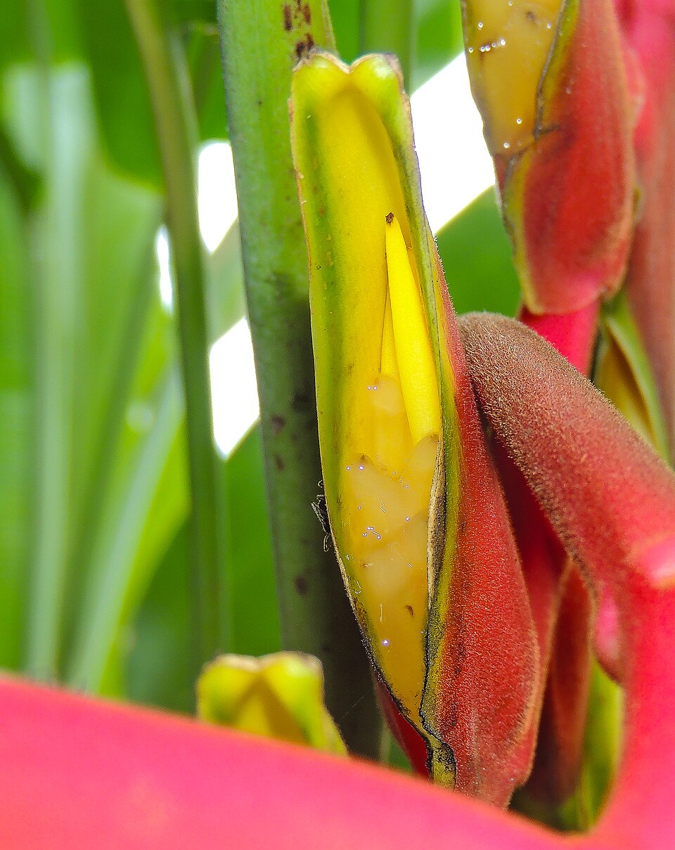 False Bird Of Paradise photo 3
