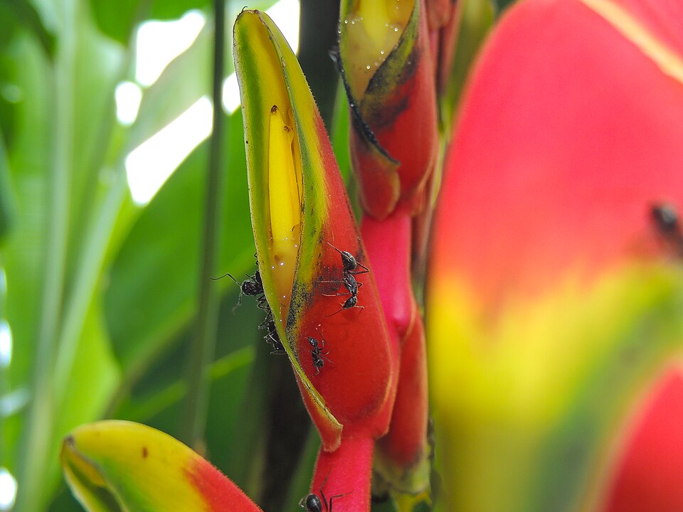 False Bird Of Paradise photo 4
